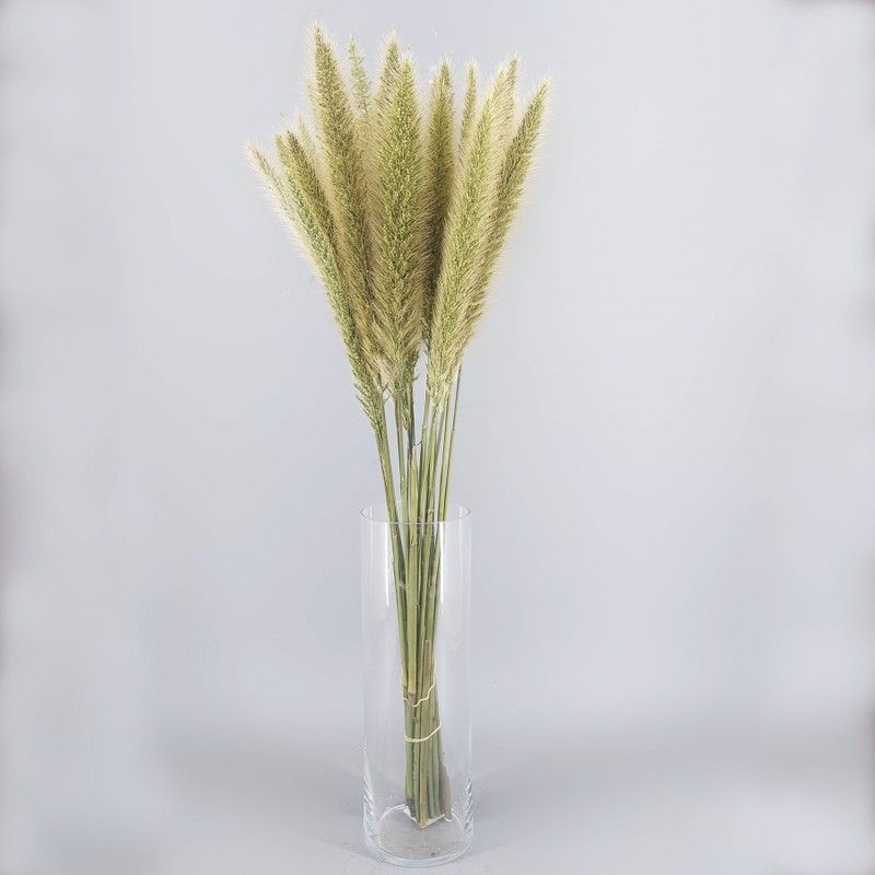Ramo de Pennisetum Ov Blondie 10 tallos