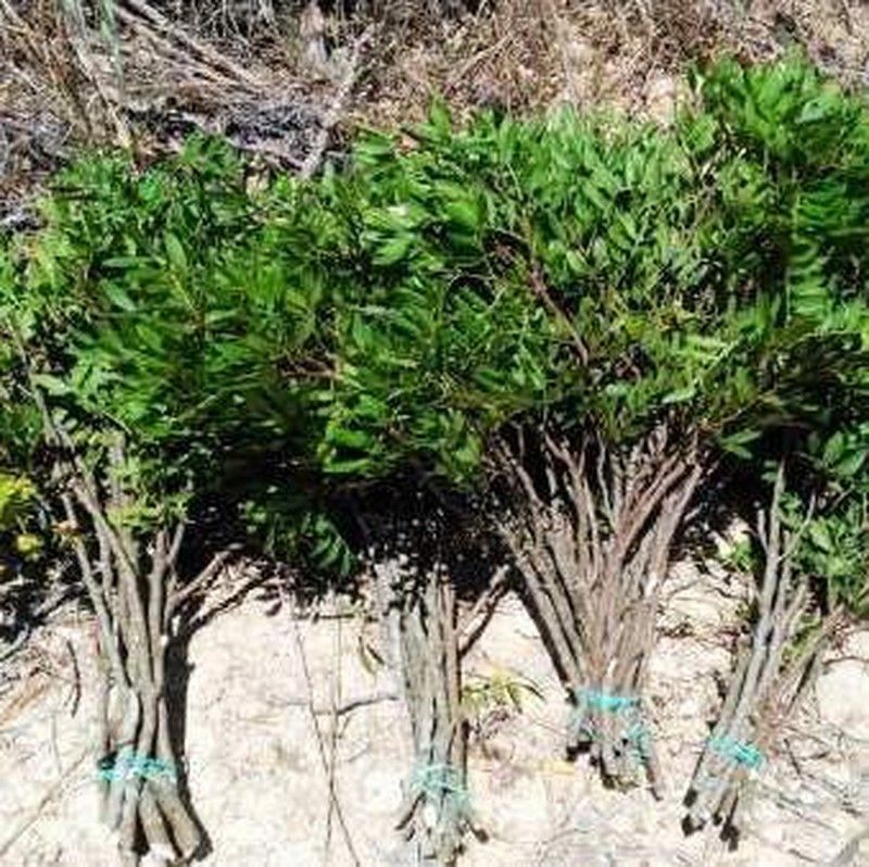 Ramo de Pistacea (Mata)