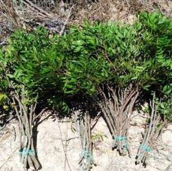 Ramo de Pistacea (Mata)