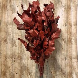 Ramo de Roble Seco 10 tallos