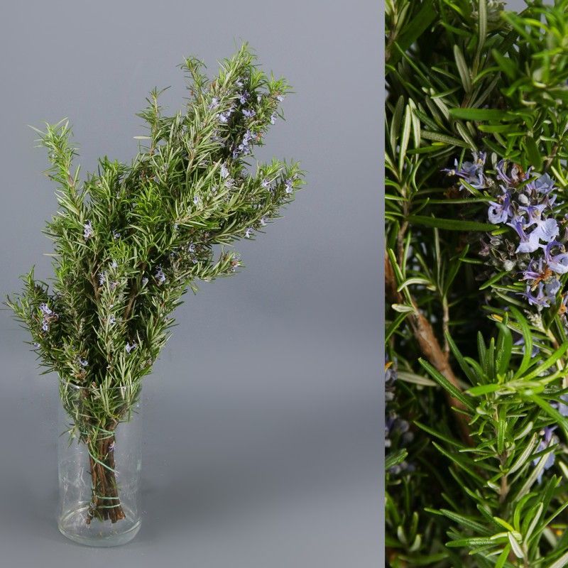 Ramo de Romero Pack de 2