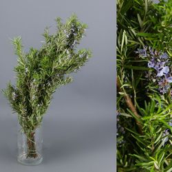 Ramo de Romero Pack de 2