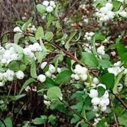Ramo de Symphoricarpos