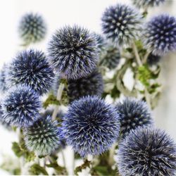 Ramo Echinops Seco