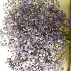 Ramo Gypsophilla Paniculata Teñida