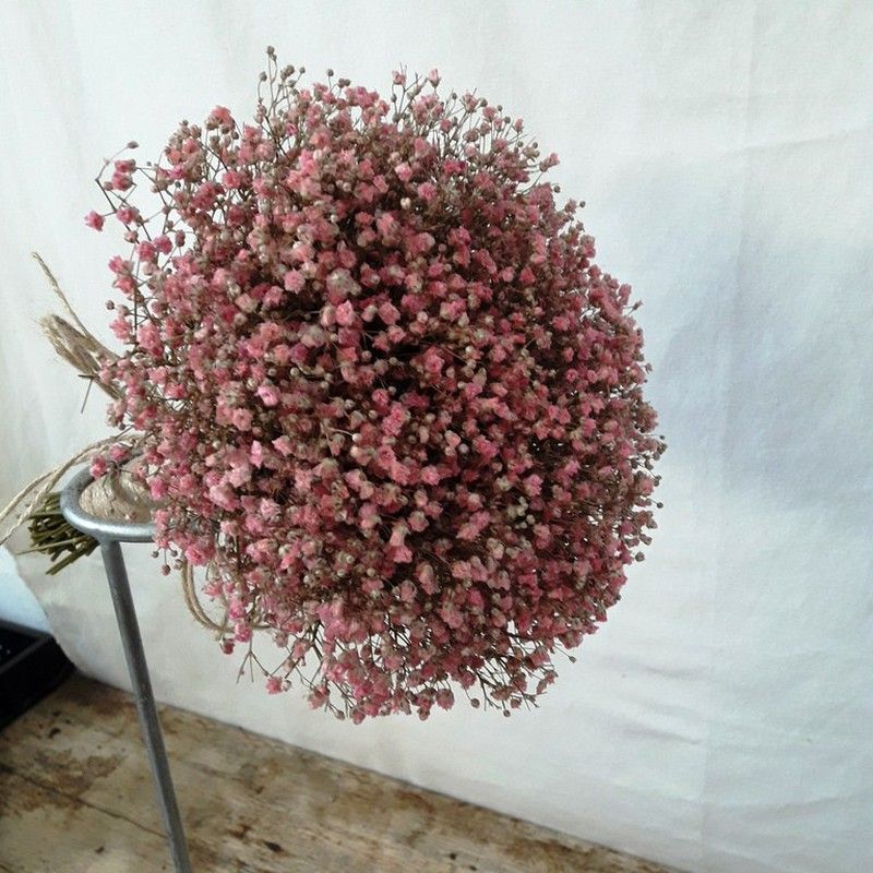 Ramo Novia Paniculata Rosa Preservado