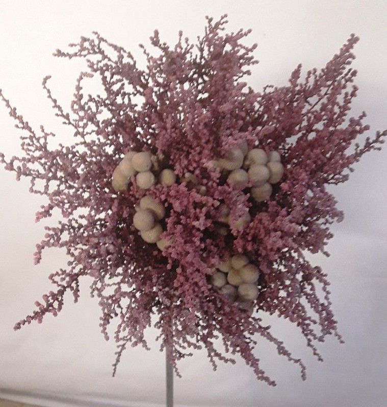 Ramo Novia Stoebe Preservado