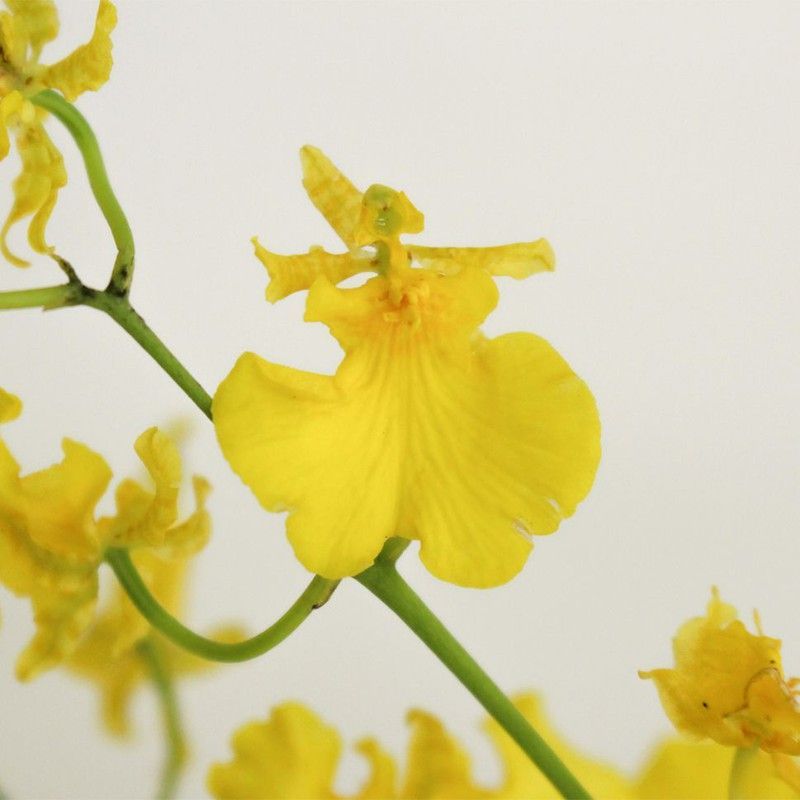 Ramo Orquidea Oncidium Golden Wish 10 tallos