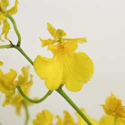 Ramo Orquidea Oncidium Golden Wish 10 tallos