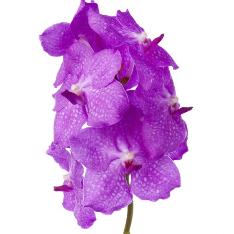Ramo Orquideas Vanda