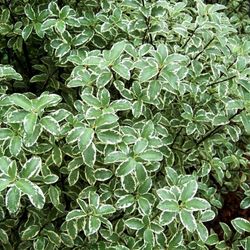Ramo Pittosporum Tenuifolium Variegata
