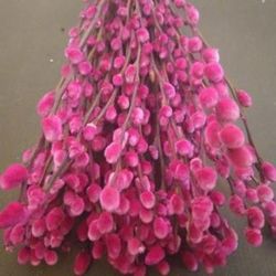 Ramo Salix el Gato Colores 20 tallos