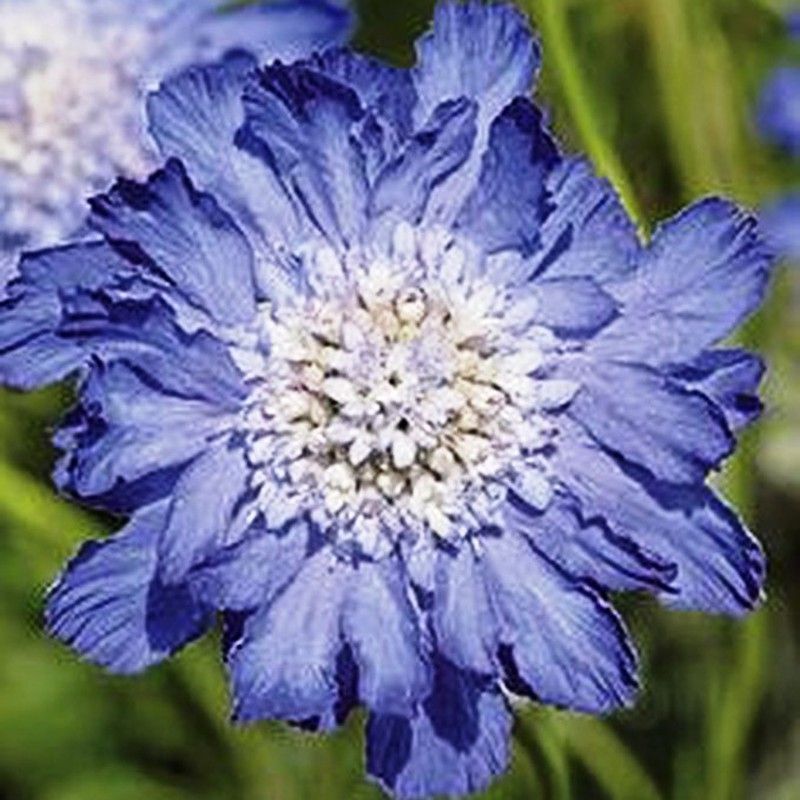Ramo Scabiosa Morada
