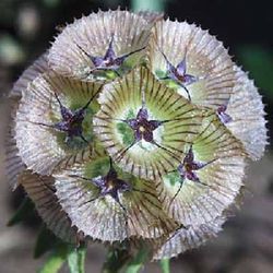 Ramo Scabiosa Stellata