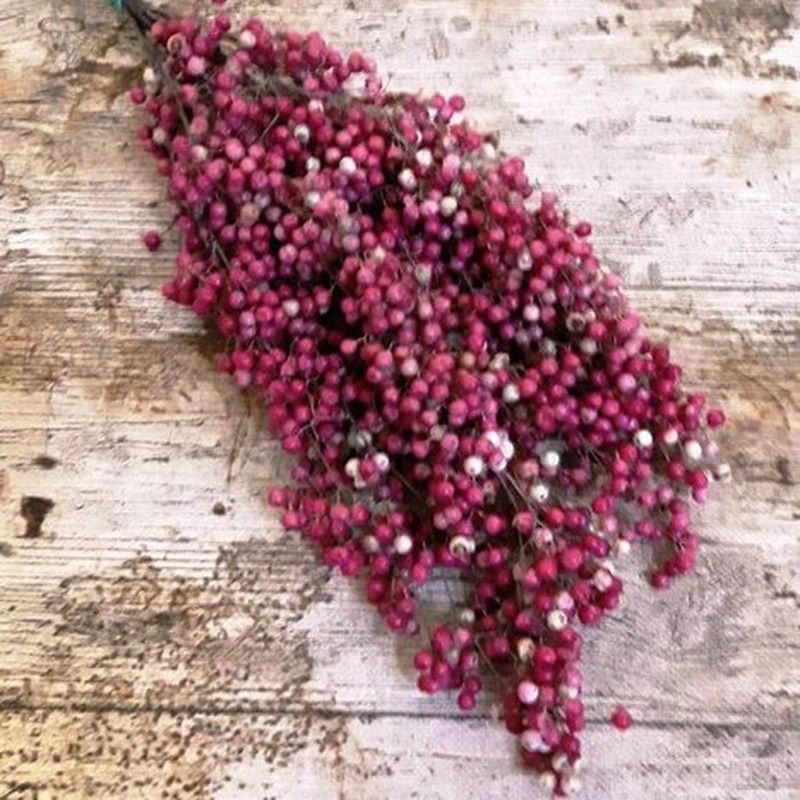 Ramo Schinus Molle Seco