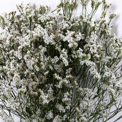 Ramo Statice Confeti