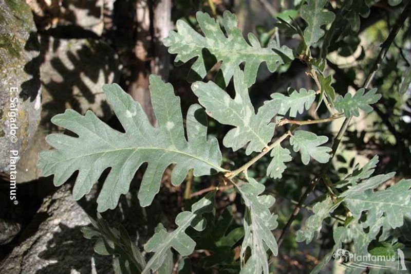Rebollo, cerquiño. Quercus pyrenaica