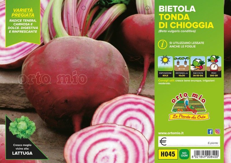 Remolacha Roja Bersaglio F1 6 Plantas En Pack