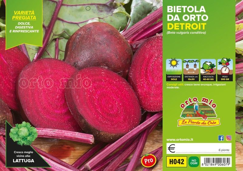 Remolacha Roja de Egipto F16 Plantas en Pack