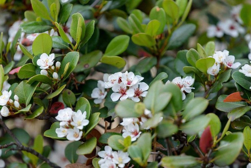 Rhaphiolepis umbellata