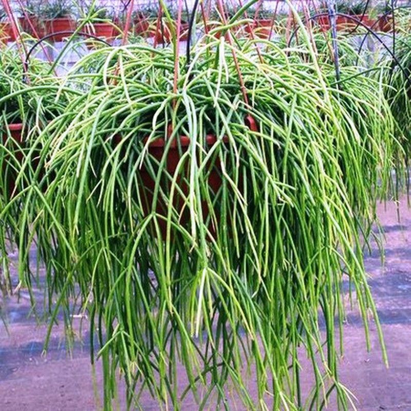 Rhipsalis Baccifera Shaferi