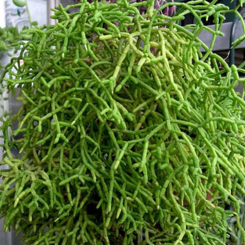 Rhipsalis Cereuscula