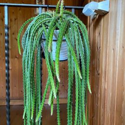Rhipsalis Colgantes New Generation