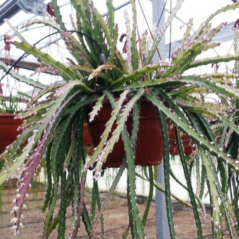 Rhipsalis Cruciformis Monstruosa