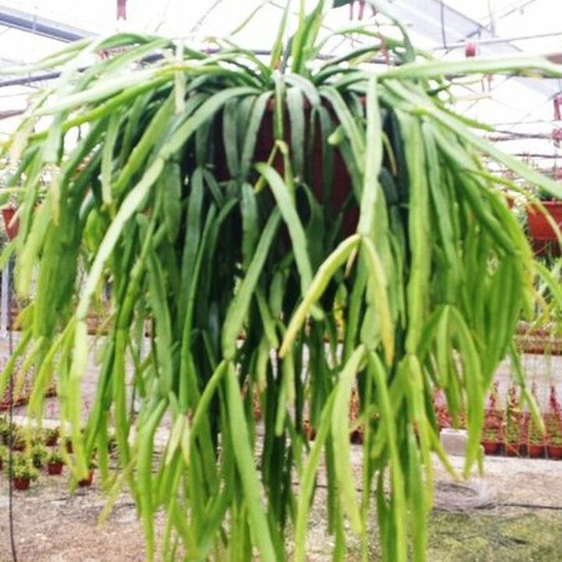 Rhipsalis Micrantha