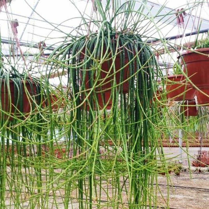 Rhipsalis Puniceodiscus