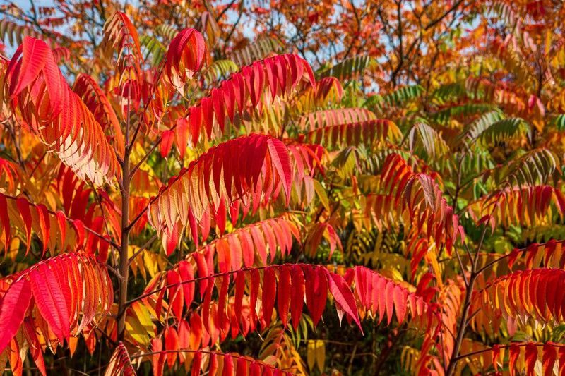 Rhus typhina, zumaque de Virginia