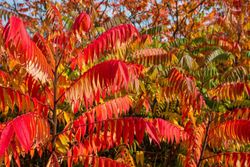 Rhus typhina, zumaque de Virginia