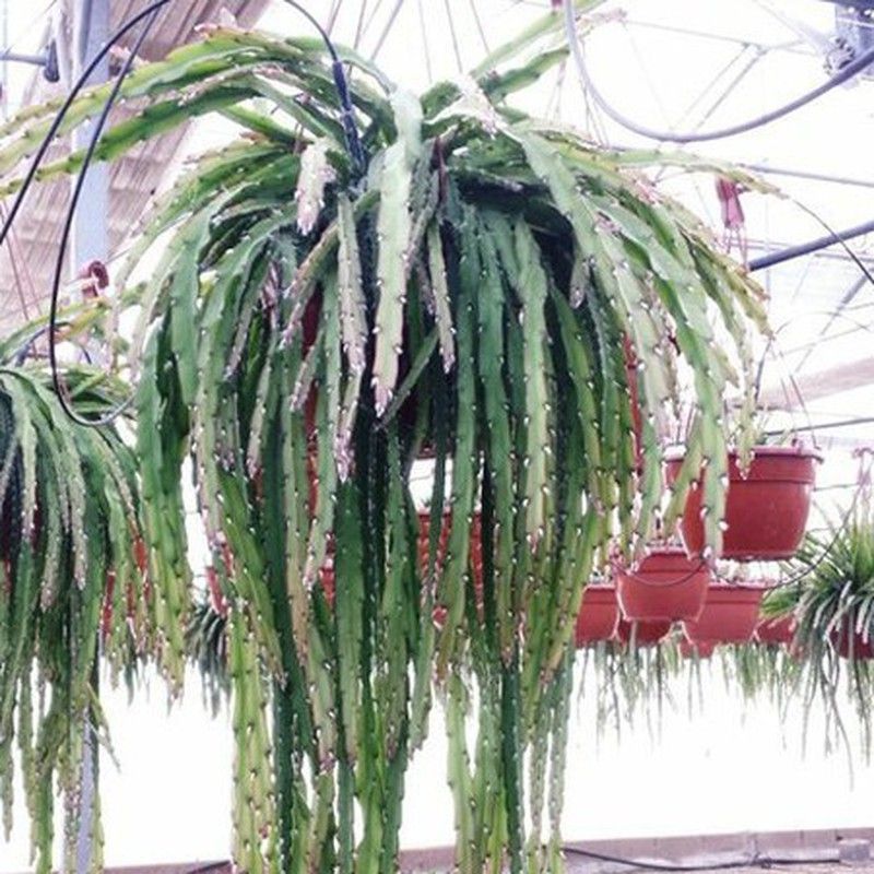 Rhypsalis Cruciformis Red