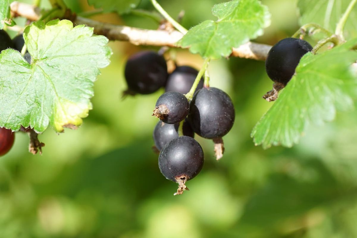 Ribes Jostaberry - Grosellero negro