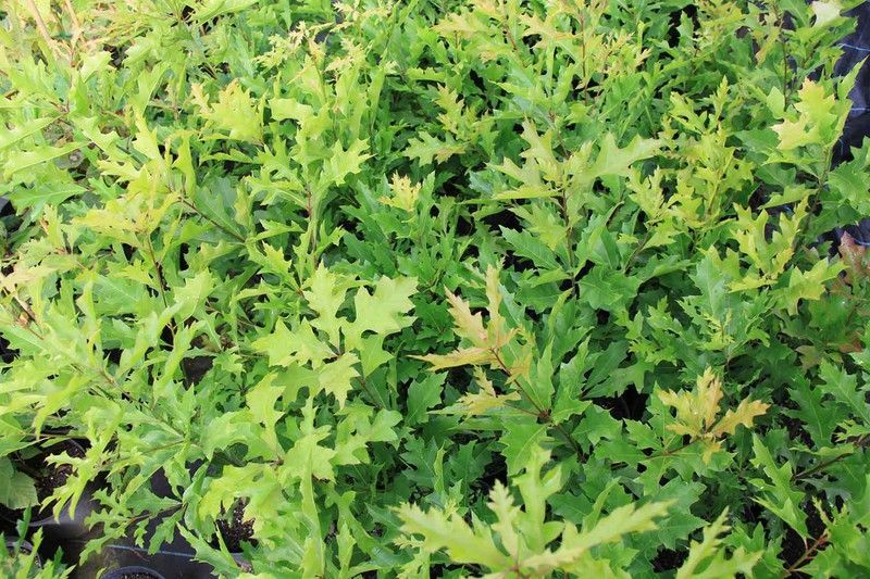 Roble de los pantanos, Quercus palustris.