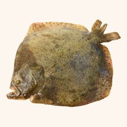 Rodaballo limpio sin tripa 1.200GR