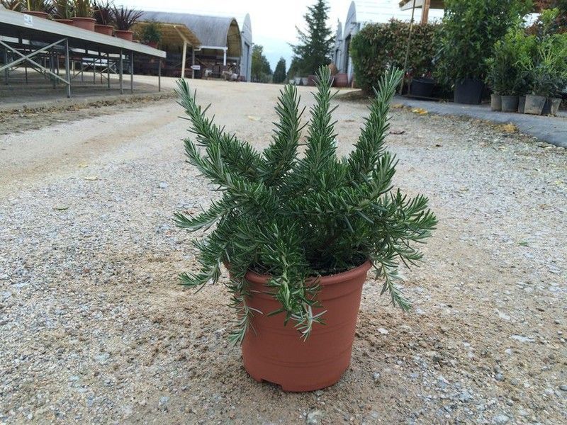 Romero rastrero     Rosmarinus Prostratus