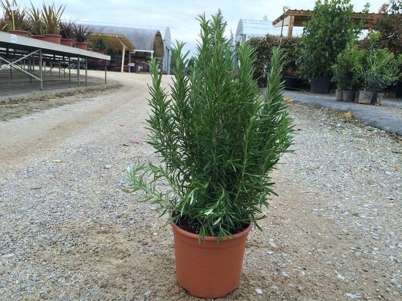Romero     Rosmarinus officinalis