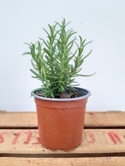 Romero, Rosmarinus Officinalis Ø11cm