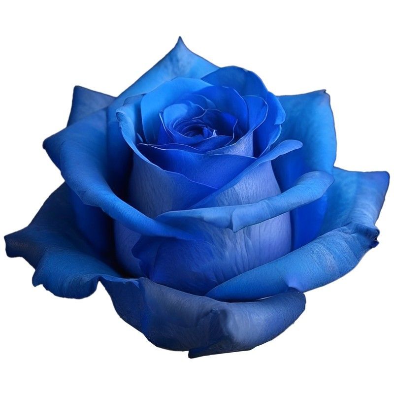 Rosa Azul teñida