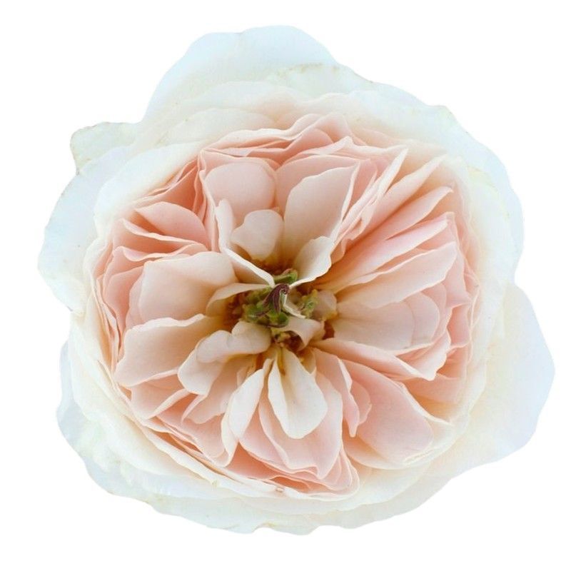 Rosa David Austin Charity