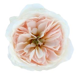 Rosa David Austin Charity