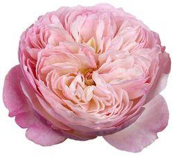 Rosa David Austin Constance