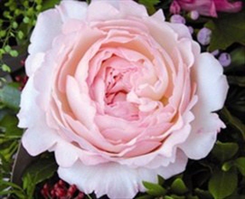 Rosa David Austin Keira