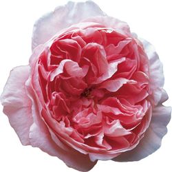 Rosa David Austin Phoebe