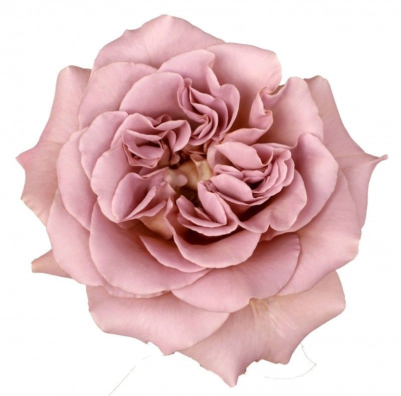 Rosa de Jardín Cafe Latte