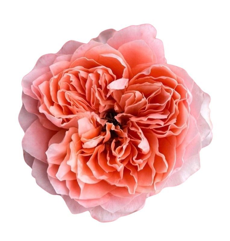 Rosa de Jardín Dragonfly