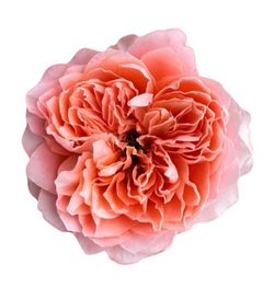 Rosa de Jardín Dragonfly