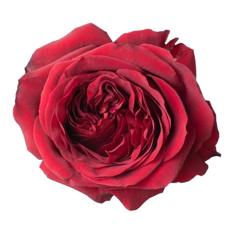 Rosa de Jardín Red Xpression