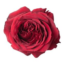 Rosa de Jardín Red Xpression